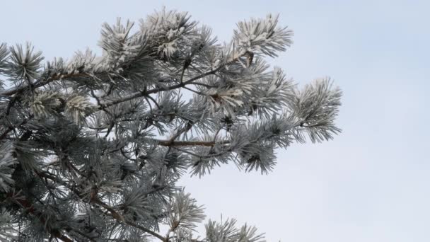 Närbild Bild Tall Grenar Täckta Med Hoar Frost Realtime Video — Stockvideo