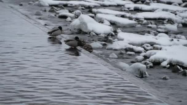 Качка Воді Річки Взимку Біля Греблі — стокове відео