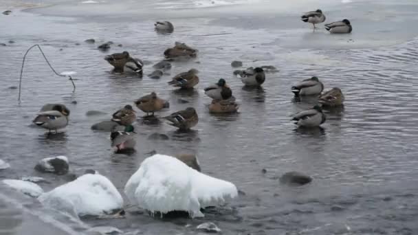 Качка Воді Річки Взимку Біля Греблі — стокове відео