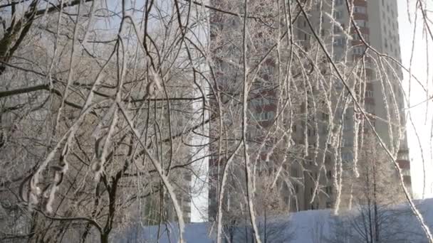 Зимовий Пейзаж Гілки Вільхи Покриті Калюжею — стокове відео