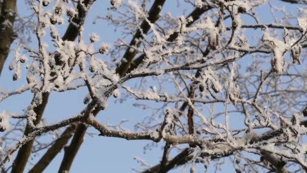 Pemandangan Musim Dingin Cabang Alder Ditutupi Dengan Hoarfrost — Stok Video