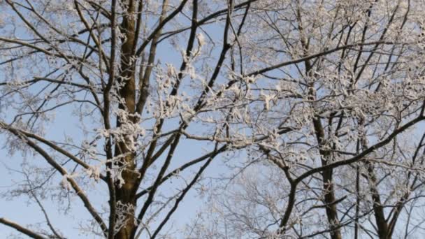 Kış Manzarası Kızılağaç Dallarında Hoarfrost Ile Kaplı — Stok video