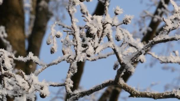 冬の風景 ハンノキの枝は霧氷で覆われています — ストック動画