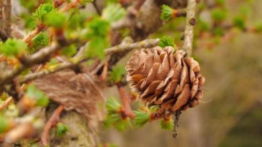 Güzel, taze, soluk yeşil yapraklar.
