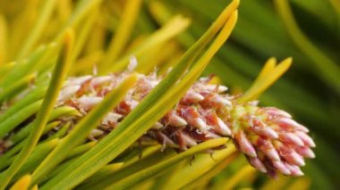 Çam ağaçlarında sarı çam kozalakları. Kozalaklı çam dalları, yaklaşın. Makro.
