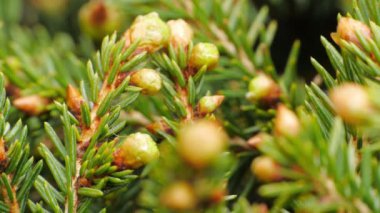 Çam ağaçlarında sarı çam kozalakları. Kozalaklı çam dalları, yaklaşın. Makro.