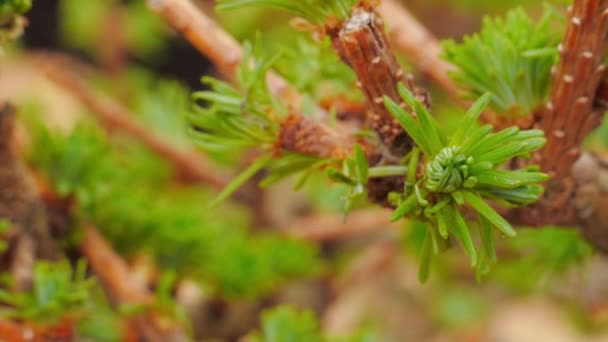 Belles Jeunes Feuilles Mélèze Gros Plan Couleur Vert Pâle — Video