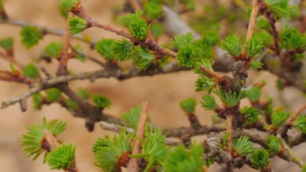 Belles Jeunes Feuilles Mélèze Gros Plan Couleur Vert Pâle — Video