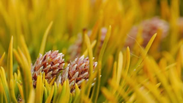 Cônes Pin Jaune Sur Les Pins Branches Pin Avec Des — Video