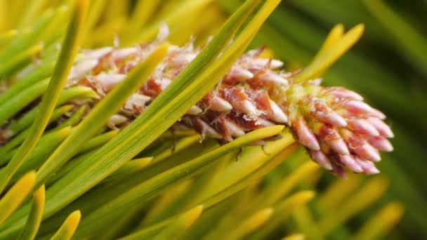 Conos Pino Amarillo Los Pinos Ramas Pino Con Conos Cerca — Vídeos de Stock