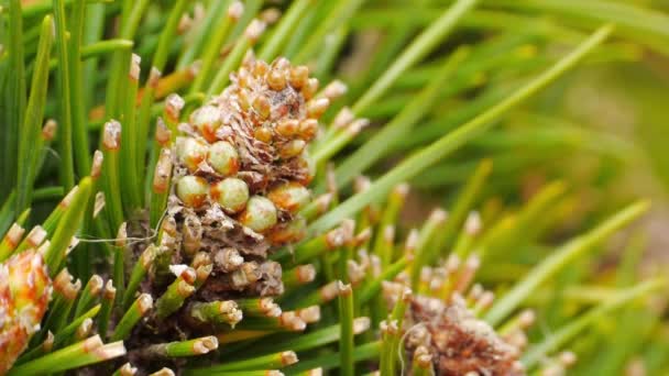 Gele Dennenappels Pijnbomen Dennentakken Met Kegels Van Dichtbij Blauwe Wijting — Stockvideo