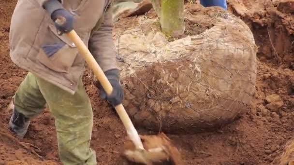 Landschaftsplanung Der Mann Pflanzt Frühling Einen Großen Baum — Stockvideo