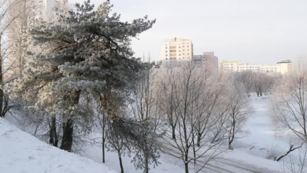 Téli Napsütéses Napon Szabadban City Park Közel Folyóhoz Téli Táj — Stock videók