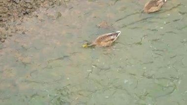 Bayan Mallard yiyor ve yüzer içinde A nehir.