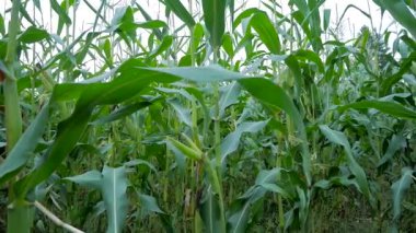 Sahada üzerinde Mısır.