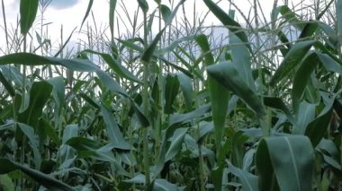 Sahada üzerinde Mısır.