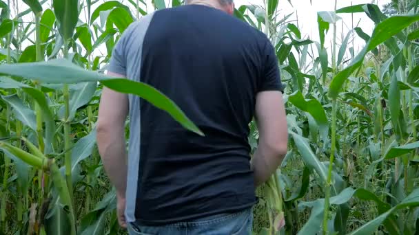 Agricultor Num Campo Milho Milho Espiga Campo — Vídeo de Stock
