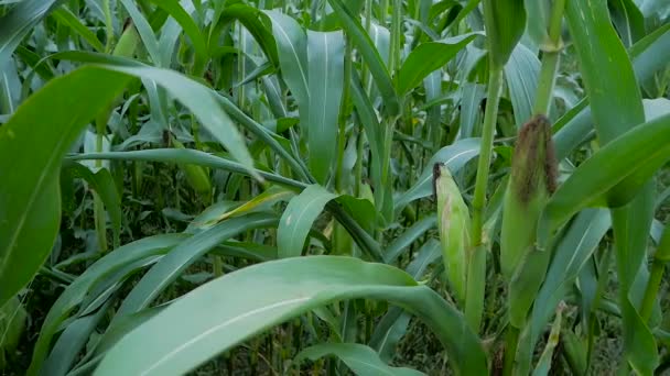 玉米在玉米上的领域 — 图库视频影像