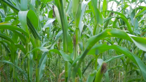 Mais Auf Dem Maiskolben Auf Dem Feld — Stockvideo