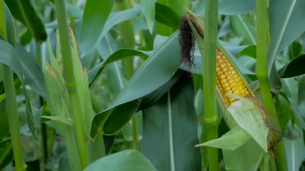 Кукуруза Початках Поле — стоковое видео
