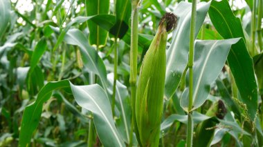 Sahada üzerinde Mısır.