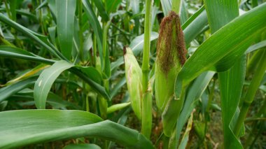 Sahada üzerinde Mısır.