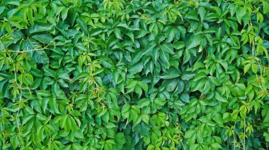 Vahşi üzümler yeşil duvarı. Doğa arkaplanı