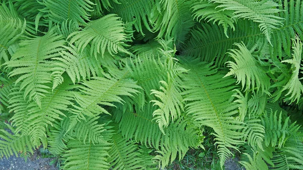 Doğal fern yonca yaprağı, fern desen yaprak
