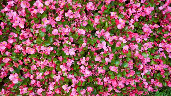 Arka bahçedeki flowerbed üzerinde pembe çiçekler Tüberoz begonias