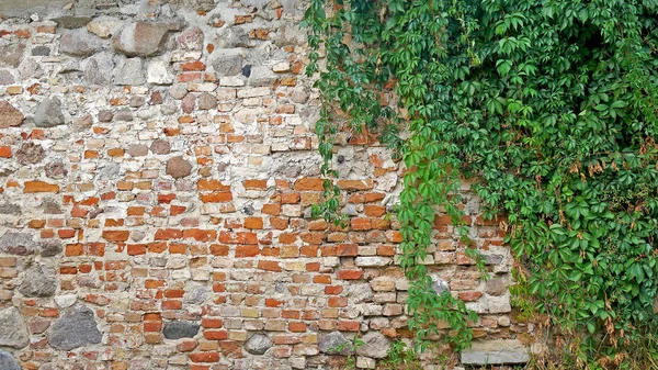 Ogród Dzikich Winogron Jesieni Pozostawia Stary Mur Cegły — Zdjęcie stockowe