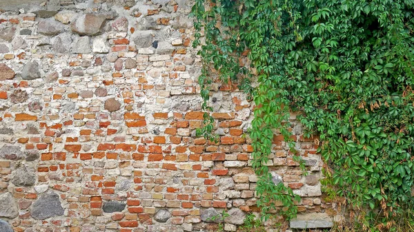 Bahçe Yabani Üzüm Ile Sonbahar Yaprakları Eski Bir Tuğla Duvara — Stok fotoğraf