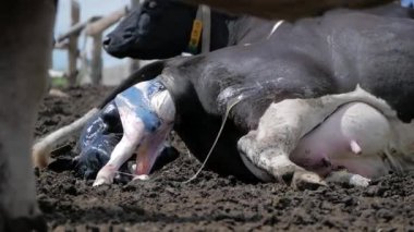 İnek kaburlama. Bir bir mandırada doğurmak için hazır yatıyordu. 