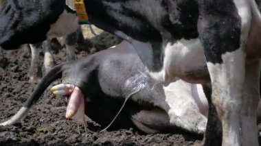 İnek kaburlama. Bir bir mandırada doğurmak için hazır yatıyordu. 