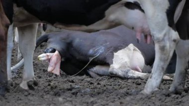 İnek kaburlama. Bir bir mandırada doğurmak için hazır yatıyordu. 