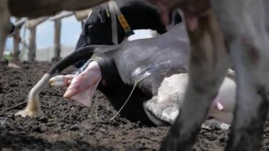 İnek kaburlama. Bir bir mandırada doğurmak için hazır yatıyordu. 