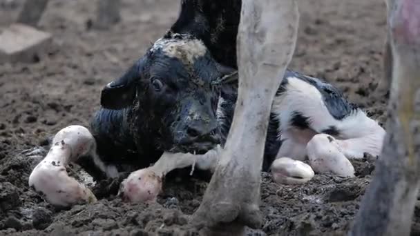 Коровье Телячье Мать Корова Облизывает Своего Новорожденного Телёнка — стоковое видео