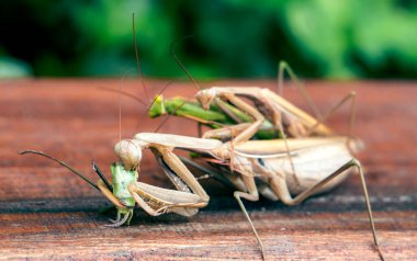 Female of Praying mantis eating male during mating clipart