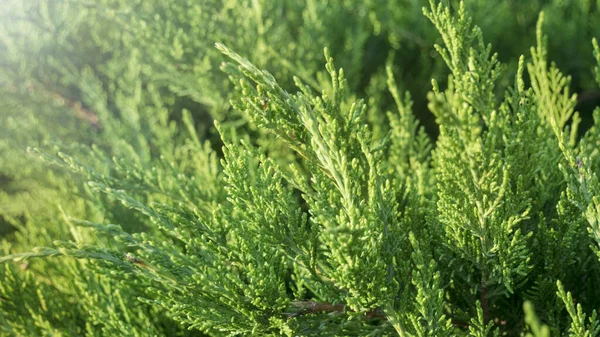 Rama Verde Del Árbol Thuja Enfoque Selectivo — Foto de Stock