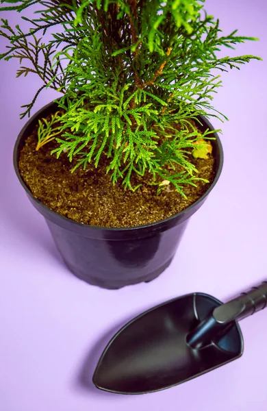 Thuja occidentalis Smaragd leylak arkaplan dikmeden önce saksıda filizleniyor. Kentsel bahçe konsepti
