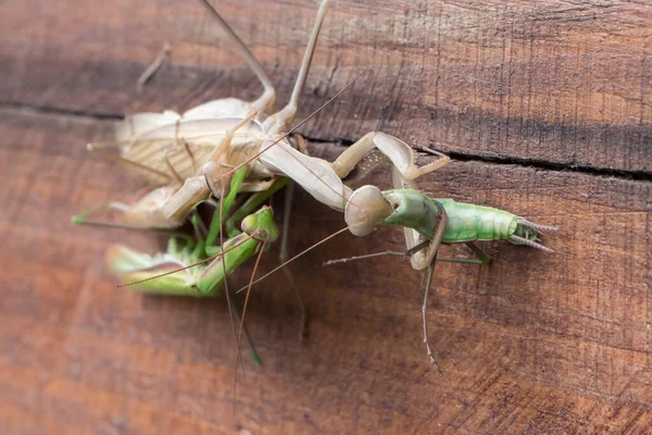 Hembra Mantis Orante Comiendo Macho Durante Apareamiento — Foto de Stock