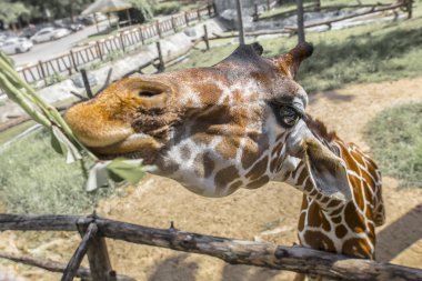 Zürafa yeme portre brach bırakır