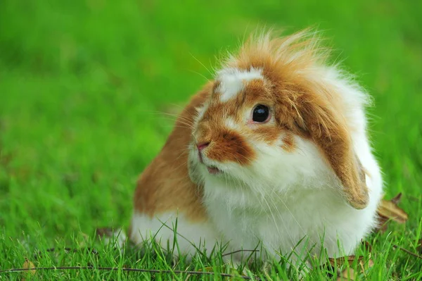 Flauschiges Häschen Auf Grünem Gras — Stockfoto