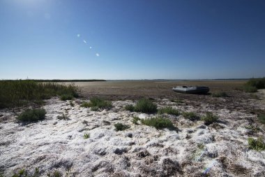 yosun, sahil, Haliç, silt, yaz