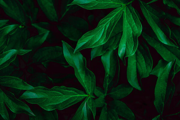 Глубоко выцветшие зеленые листья фона. Креативная планировка
.