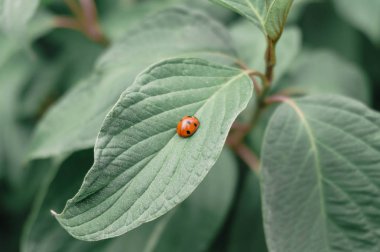 Uğur böceği yaprak yeşil ve bulanık arka planı yeşil