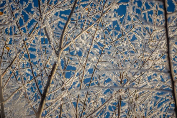 树树枝在霜冻对天空, 特写镜头 — 图库照片