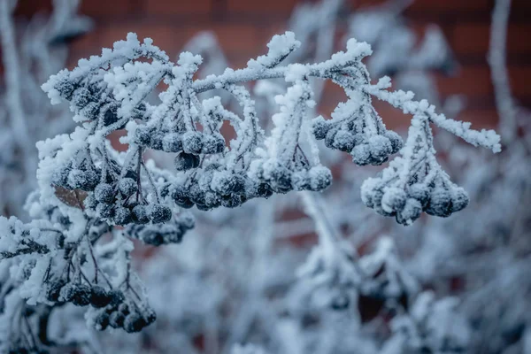Close-up of dried frozen bunch of bright ripe dark blue berries covered with deep white first snow and frost hanging on blurred misty light outdoors copy space background.