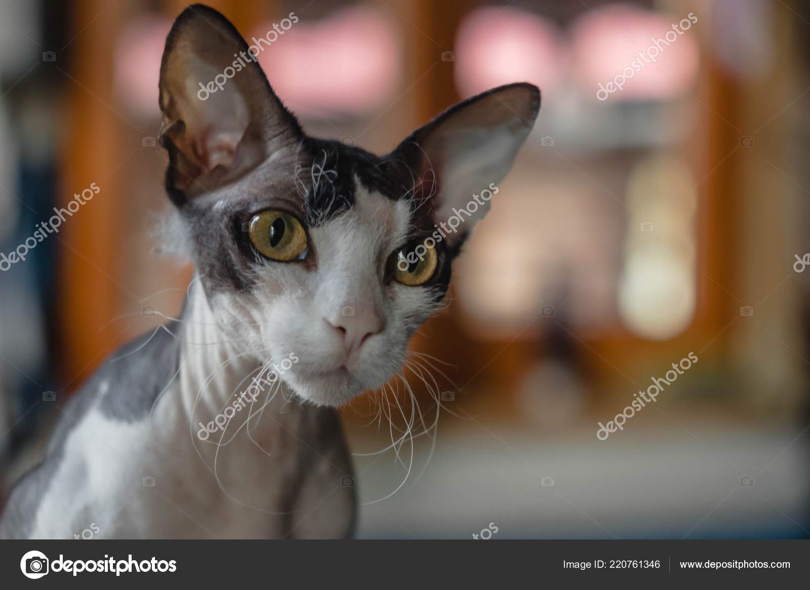 Don Sphynx Brash Cat Big Ears Eyes Background Homely Blurred