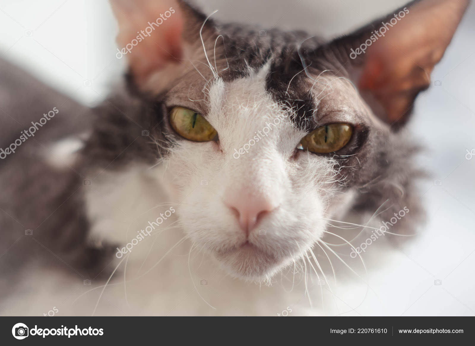 Don Sphynx Brash Cat Big Ears Eyes Background Homely Blurred