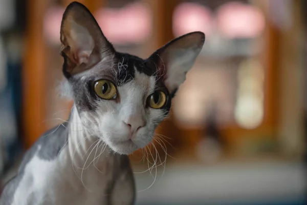 Don Sphynx Brash Gato Com Orelhas Grandes Olhos Contra Fundo — Fotografia de Stock